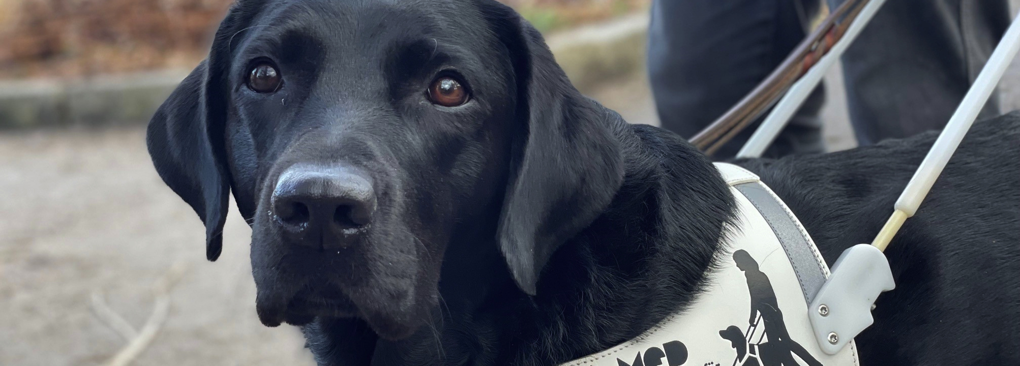 En svart labrador som bär en vit sele med både för ledarhundar. På selen står det MFD och en symbol för ledarhundsekipage i svart. 